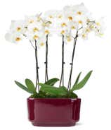 Snowy Morning Orchid