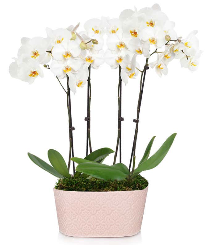 Large white orchid planter