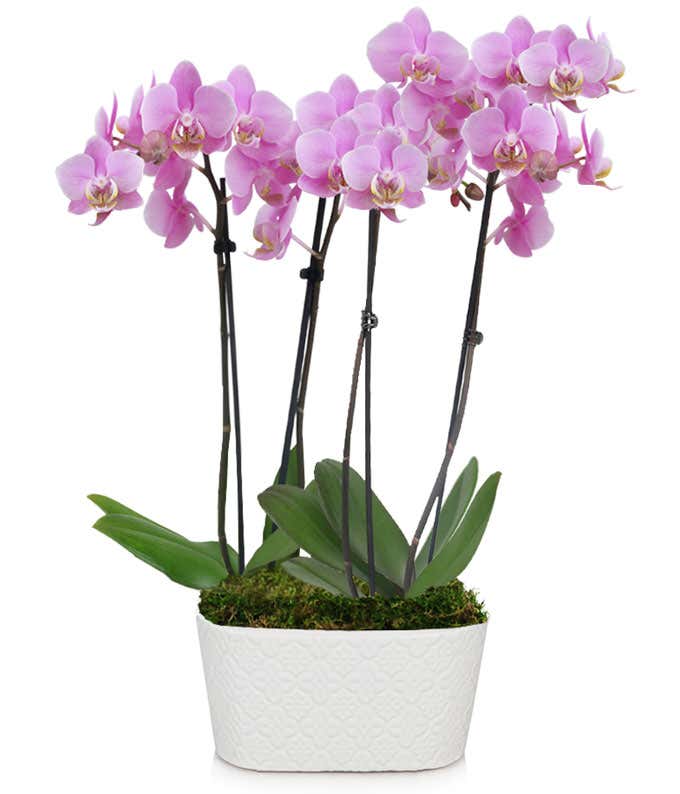 Large purple orchid delivered