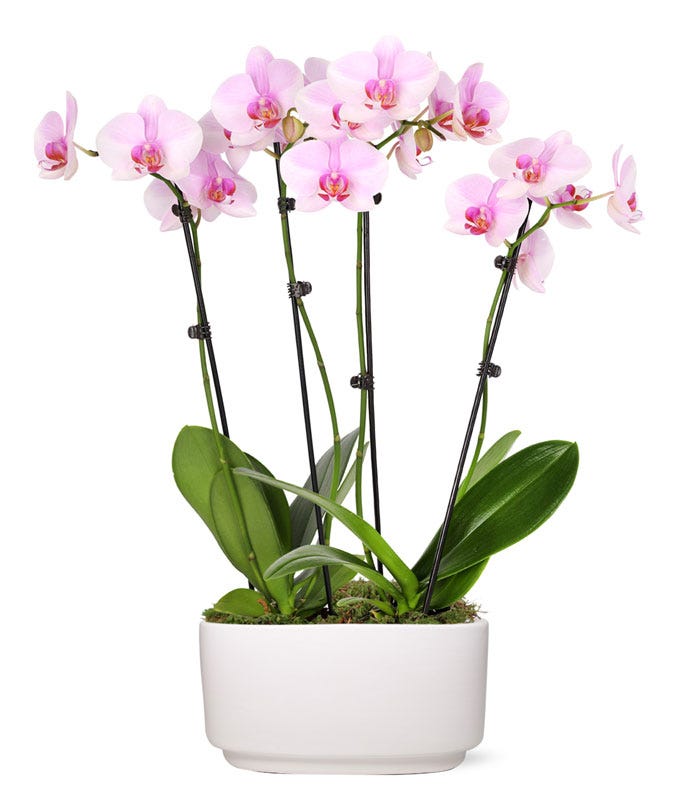 Pure Love Orchid Plant at From You Flowers