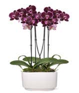 Radiant Joy Orchid Plant