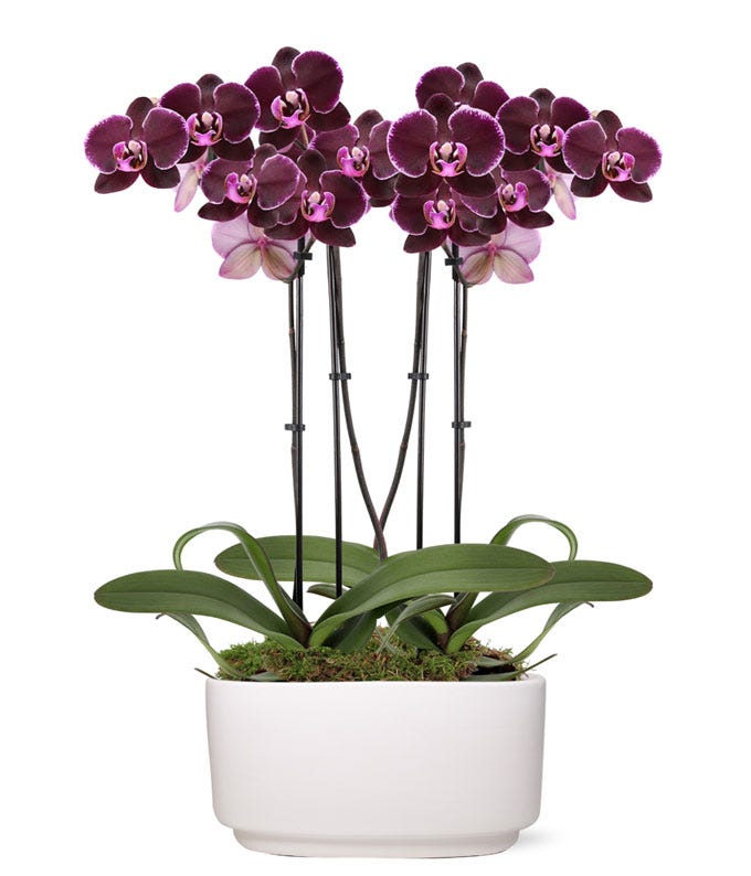 Radiant Joy Orchid Plant at From You Flowers