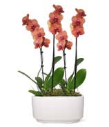 Perfect Peach Orchid Plant