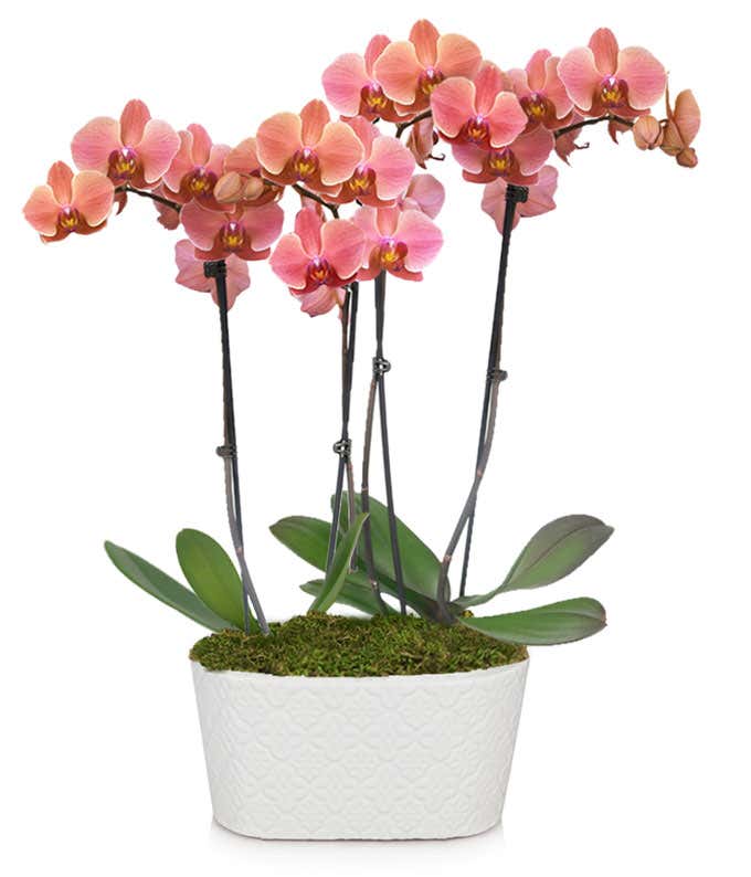 Large peach orchid plant 