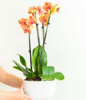 Alternative image 1 for Large peach orchid plant 