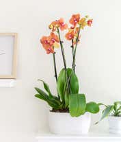 Alternative image 3 for Large peach orchid plant 