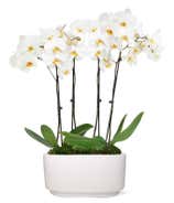 Snowy White Orchid Plant