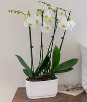 Alternative image 1 for Four White Orchid Stems 