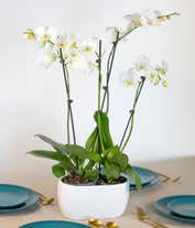 Alternative image 2 for Four White Orchid Stems 