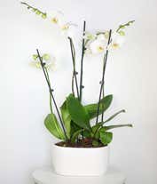 Alternative image 3 for Four White Orchid Stems 