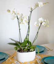 Alternative image 4 for Four White Orchid Stems 