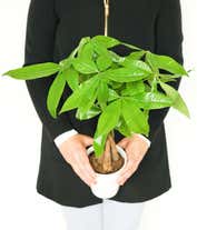 Alternative image 1 for Good Fortune Money Tree