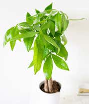 Alternative image 2 for Good Fortune Money Tree