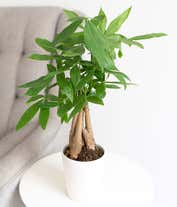 Alternative image 3 for Good Fortune Money Tree