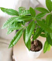 Alternative image 4 for Good Fortune Money Tree
