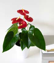 Alternative image 2 for Anthurium Plant for sale