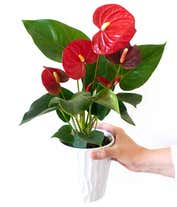 Alternative image 3 for Anthurium Plant for sale