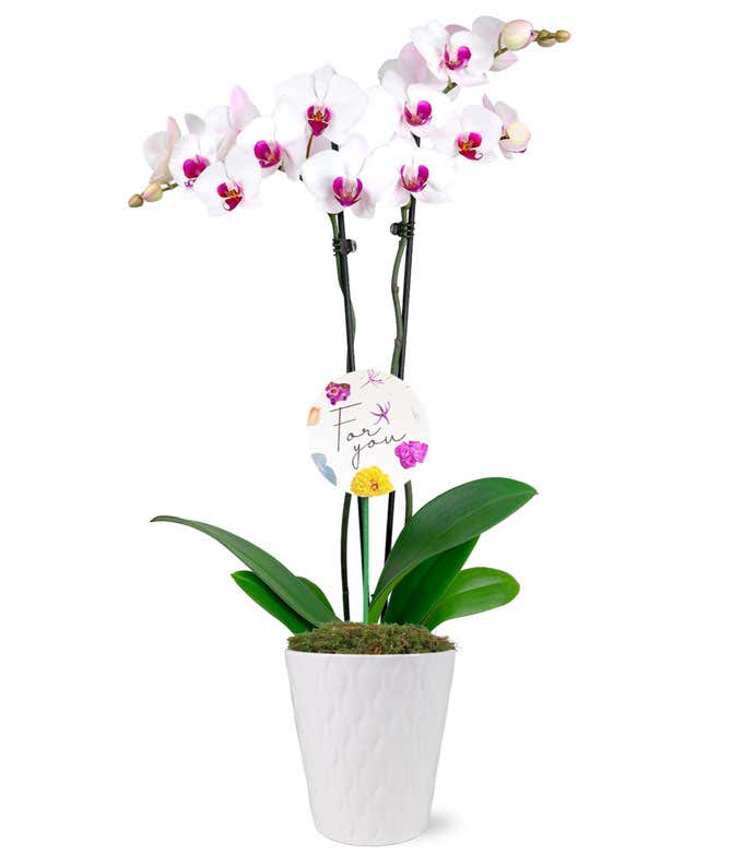 For You Super-Mom White Orchid
