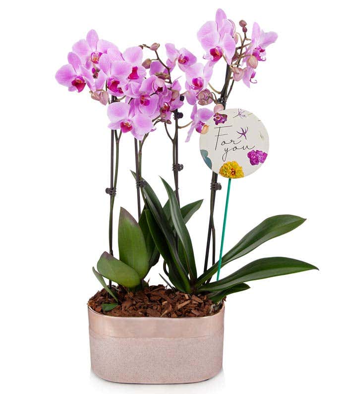 Only The Best For Mom Pink Orchids