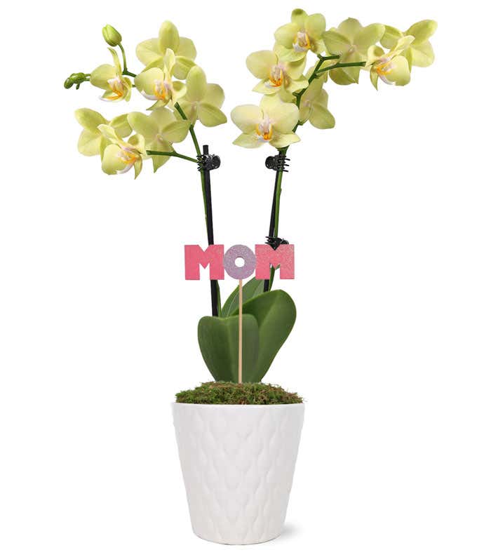 Vibrant Mother's Day Orchid
