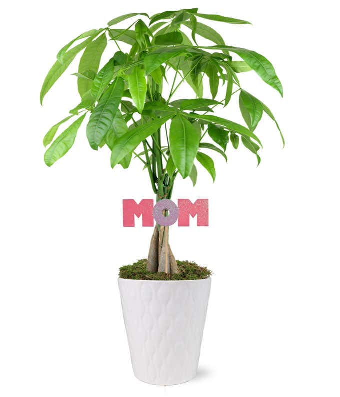 Lucky Mother's Day Money Tree
