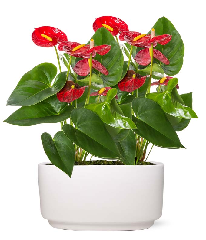 Image of Double Anthurium Planter - Regular