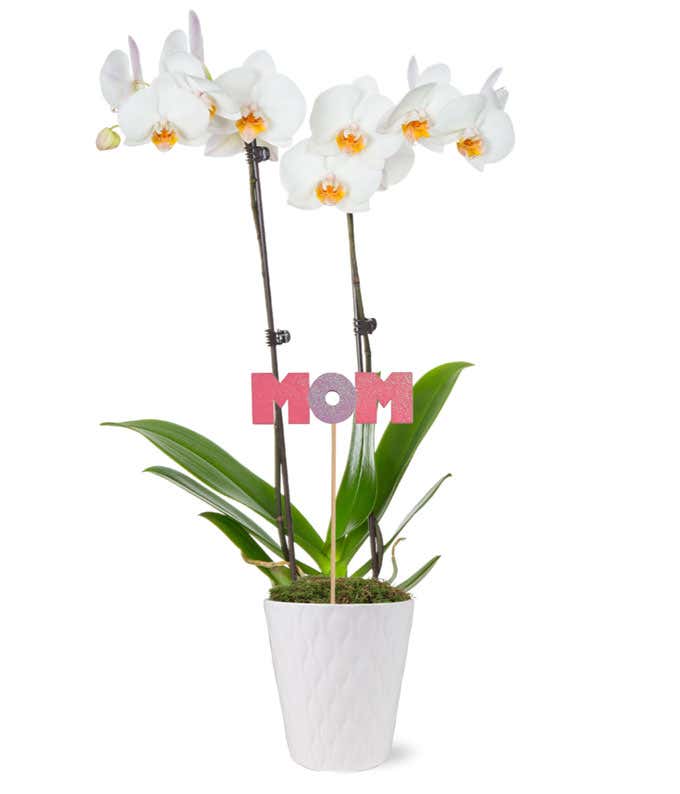 Splendid Spring Orchid for Mom