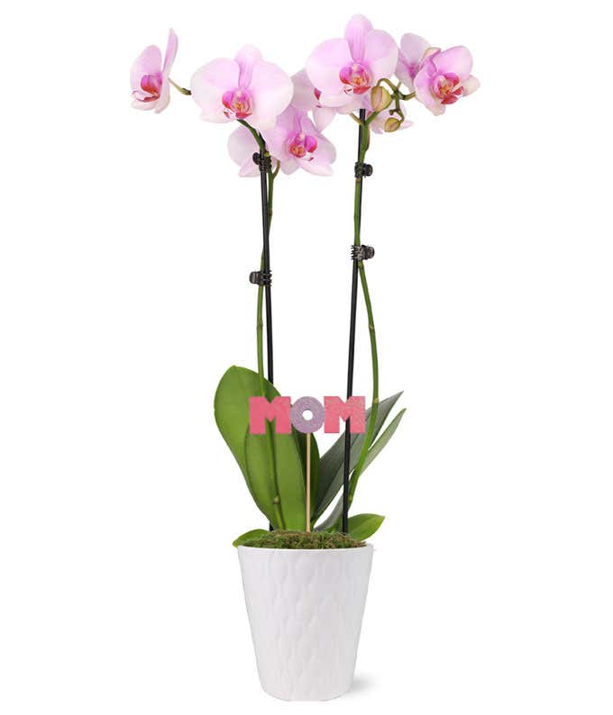 Mum-believable! Perfect Purple Orchid 