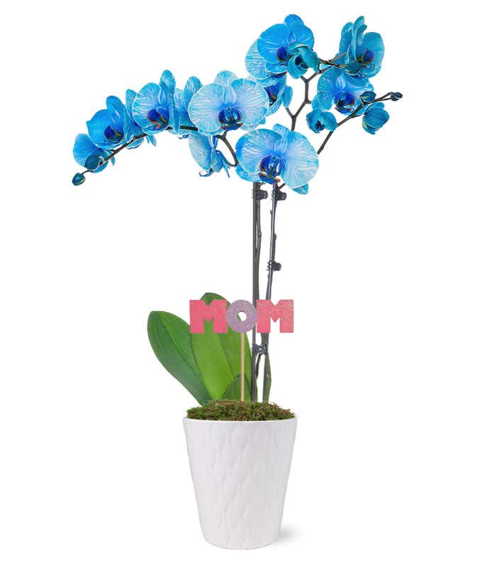 Blue Birds Potted Orchid Plant
