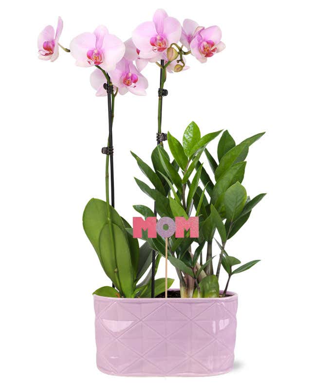 Mother's Love Pastel Orchid Pairing