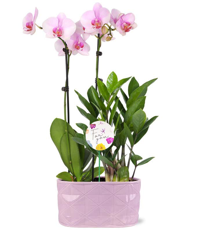 Precious Love Pastel Pink Orchid