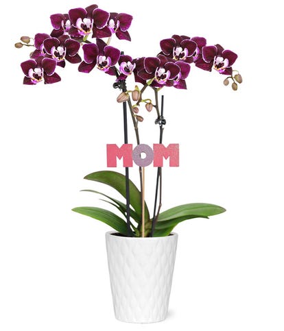 Mama Bear Potted Mini Orchid at From You Flowers