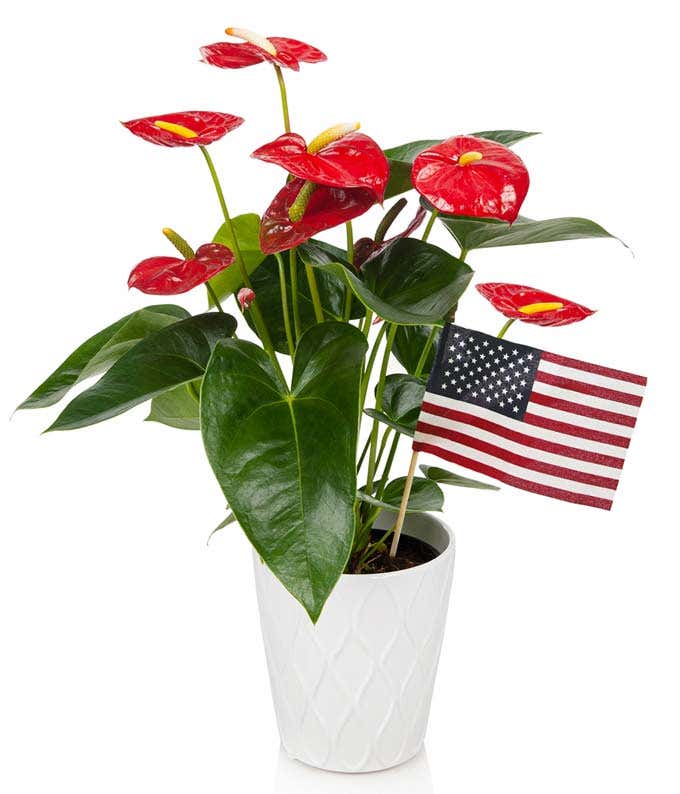 Patriotic Anthurium Planter