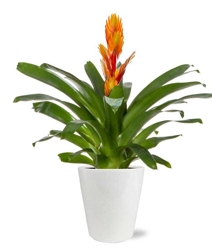 An orange bromeliad in a 5-inch diameter white ceramic planter.