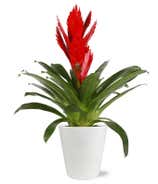 Crimson Kisses Bromeliad  