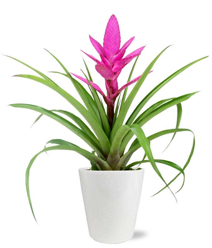 Posh Pink Tropical Bromeliad Plant