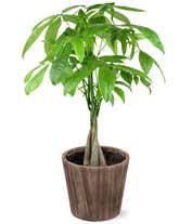 Majestic Money Tree