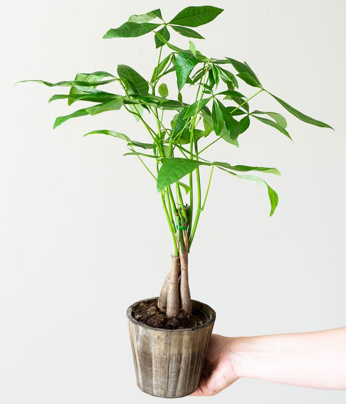 Majestic Money Tree at From You Flowers