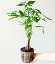 Alternative image 1 for Majestic Money Tree