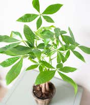 Alternative image 2 for Majestic Money Tree