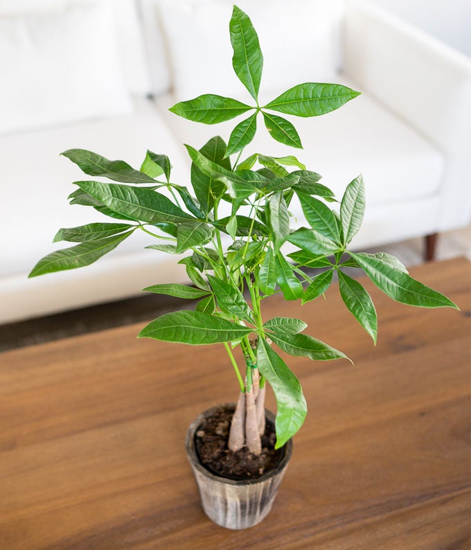 ことり ポット発送839⭐️Ashwood 【ASHWOODIENSIS】 Majestic Money Tree at From You Flowers