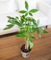 Alternative image 3 for Majestic Money Tree