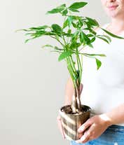 Alternative image 4 for Majestic Money Tree