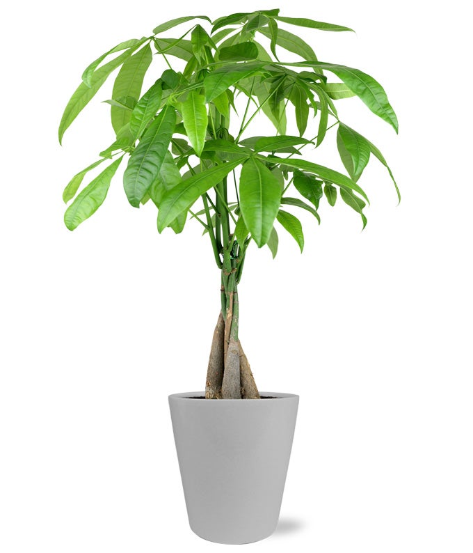 Modern Money Tree at From You Flowers