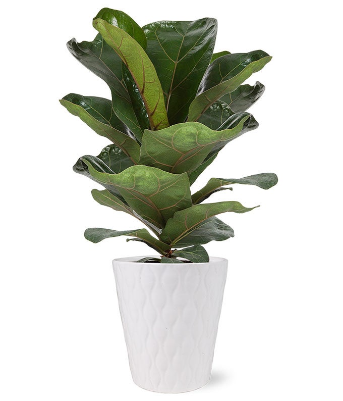 Fiddle Leaf Fig Potted Plant at From You Flowers