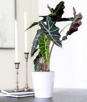 Alternative image 1 for Elephant's Ear Potted Plant