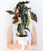 Alternative image 2 for Elephant's Ear Potted Plant
