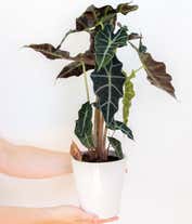 Alternative image 3 for Elephant's Ear Potted Plant