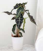 Alternative image 4 for Elephant's Ear Potted Plant