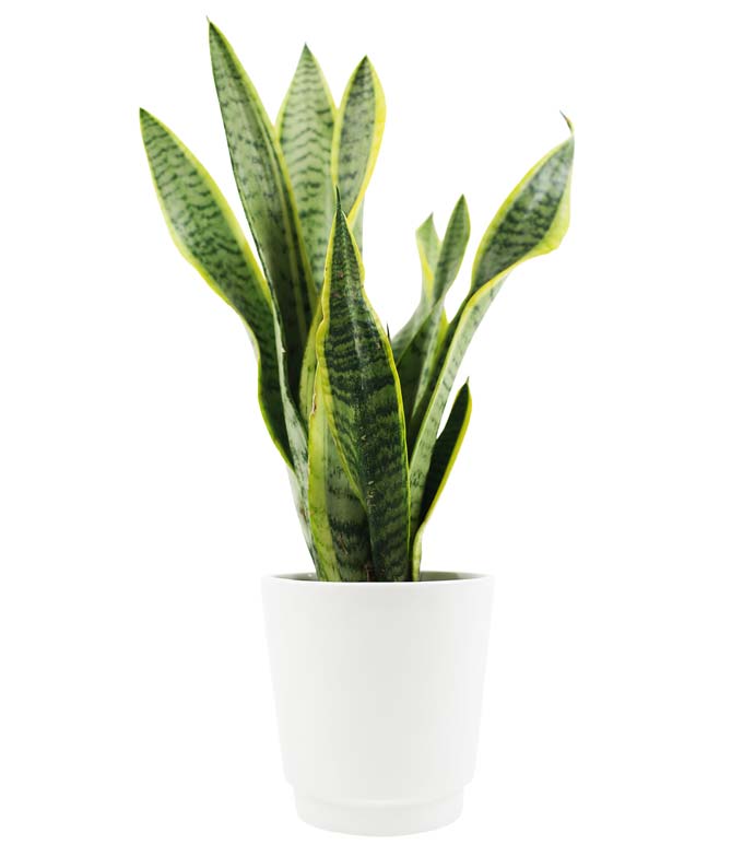 Succulent Snake Plant at From You Flowers